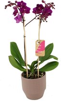 Orchidee van Botanicly – Vlinder orchidee in Zandkleurige keramiek pot 'Eline' als set – Hoogte: 50 cm, 2 takken – Phalaenopsis Multiflora Cosy Candy