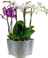 Orchideeën van Botanicly – 3 × Vlinder orchidee, Vlinder orchidee, Orchidee in grijs plastic pot als set – Hoogte: 48 cm, 2 takken