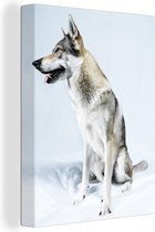 Canvas Schilderij Wolfachtige hond op witte achtergrond - 60x80 cm - Wanddecoratie