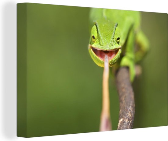 Caméléon vert tire la langue sur toile 2cm 120x80 cm - Tirage photo sur  toile... | bol.com