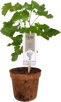 Witte druivenplant - Sukribe - Organic Family