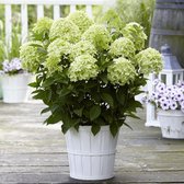 Pluimhortensia Hydrangea 'Whitelight' wit - Winterhard- ↑15-20 cm - Pot-Ø 12 cm