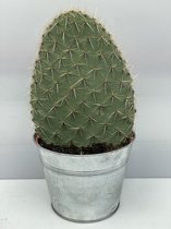 Cactus- Opuntia- Schijfcactus- zinken pot 17cmØ- ±30cm hoog