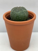 Cactus- Euphorbia Obesa- Terracotta pot- 5.5cmØ- ±5.5cm hoog