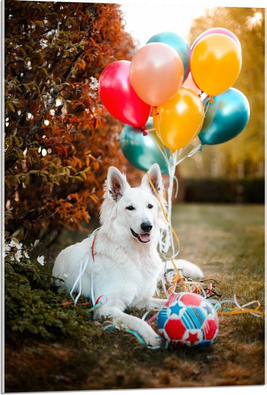 Acrylglas - Mooie Witte Hond met Verjaardag Ballonnen  - 60x90cm Foto op Acrylglas (Met Ophangsysteem)