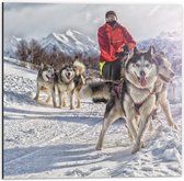 Dibond - Man met Husky's in de Sneeuw - 50x50cm Foto op Aluminium (Wanddecoratie van metaal)