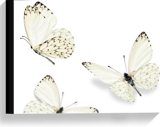 Canvas  - Vlinders op Witte Achtergrond - 40x30cm Foto op Canvas Schilderij (Wanddecoratie op Canvas)
