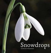 Snowdrops