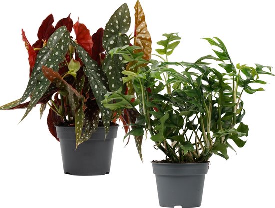 Begonia Maculata met Philodendron Trophy combinatie 2 stuks - Hoogte 45cm Potmaat 17 - Bektas Plants