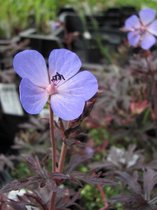 6x Ooievaarsbek (Geranium 'Midnight Reiter') - P9 pot (9x9)