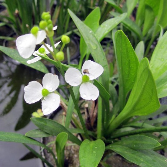 Sagittaria graminea (set van 6 stuks P9)
