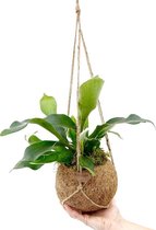 Kokodama - Platycerium 'Hertshoornvaren' - ⌀17 cm in pot - Kamerplant - Hangplant - Cadeau - Housewarming