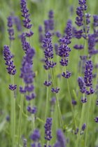 6x Lavendel (Lavandula angustifolia 'Hidcote') - P9 pot (9x9)