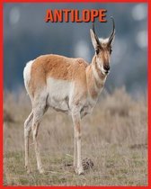 Antilope