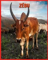Zebu