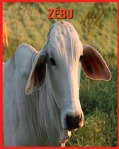 Zebu