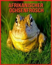 Afrikanischer Ochsenfrosch