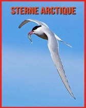 Sterne Arctique