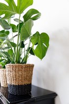Monstera Deliciosa - Kamerplant - Pot ⌀ 21cm - Hoogte ↕ 70cm