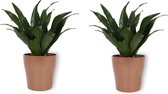 2x Kamerplant Dracaena Compacta - ± 30cm hoog - In koperkleurige pot