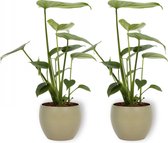 2x Kamerplant Monstera Deliciosa Tauerii – Gatenplant - ±  30cm hoog – 12cm diameter - in groene pot