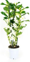 Plantjescoren.nl Dendrobium Nobile Apollon orchidee 50 cm wit ↕ 50 cm Pot Ø 12 cm