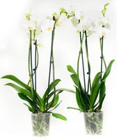 Plantjescoren.nl 2x Phalaenopsis orchidee 60 cm wit ↕ 60 cm Pot Ø 12 cm