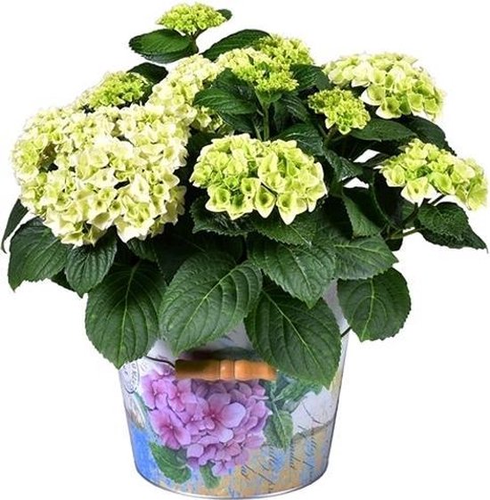 Plante d'extérieur - Hortensia - Belles fleurs blanches dans un pot bien  formé -... | bol.com