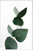 JUNIQE - Poster in kunststof lijst Eucalyptus 4 -40x60 /Groen