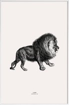 JUNIQE - Poster met kunststof lijst Lion -40x60 /Grijs & Ivoor