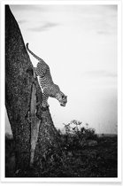 JUNIQE - Poster Pouncing Leopard -13x18 /Wit & Zwart