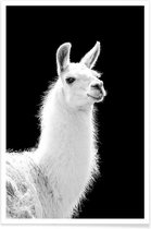 JUNIQE - Poster Llama -30x45 /Wit & Zwart