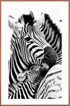 JUNIQE - Poster met kunststof lijst Zebras -20x30 /Wit & Zwart