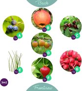 Budgetplant - Mix Van Planten - 120 Cm - Ø - 11 Stuks