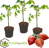 Plant in a Box - Lycopersicon esculentum ‘Heartbreaker’ - Tomatenplant - Set van 3 - Pot 10.5cm - Hoogte 20-30cm