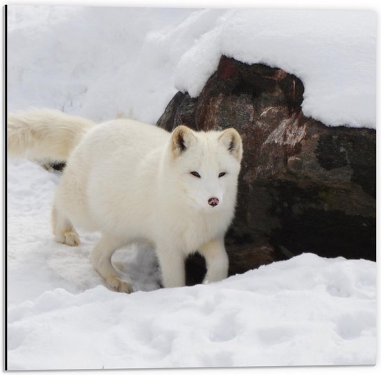 Dibond - Witte Wolf in de Witte Sneeuw - 50x50cm Foto op Aluminium (Wanddecoratie van metaal)