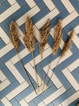 Pampas pluimen - Pampas gras - gedroogd - bruin - 70 cm