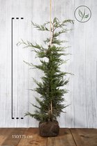 10 stuks | Leylandii conifeer Kluit 150-175 cm - Geschikt in kleine tuinen - Snelle groeier - Zeer winterhard