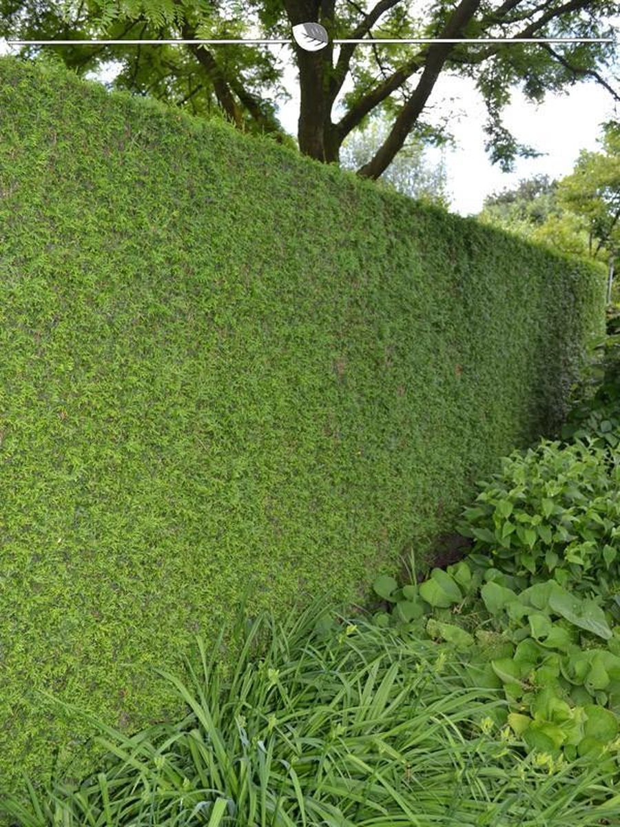 Westerse Levensboom Thuja Brabant 80-100 cm, 3x Haagplant