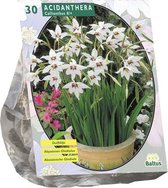 Baltus Acidanthera Bicolor bloembollen per 30 stuks