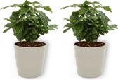 2x Kamerplant Coffea Arabica – Koffieplant - ± 25cm hoog – 12 cm diameter - in grijze pot