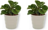 2x Kamerplant Peperomia Green Gold- Vetplant - ± 25cm hoog - 12cm diameter - in grijze pot