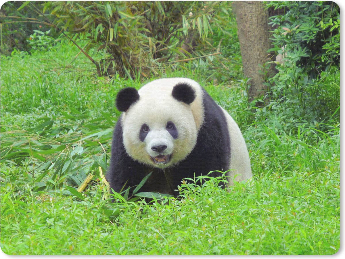 Muismat Panda - Grote panda in het gras muismat rubber - 23x19 cm - Muismat met foto