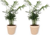 2x Kamerplant Chamaedorea – Mexicaanse Dwergpalm - ± 30cm hoog – 12 cm diameter - in beige mand met witte rand