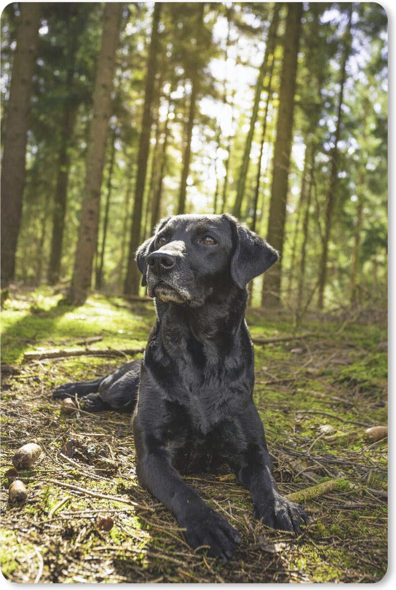 Muismat Labrador Retriever - Zonnestralen langs een Labrador Retriever in het bos muismat rubber - 40x60 cm - Muismat met foto