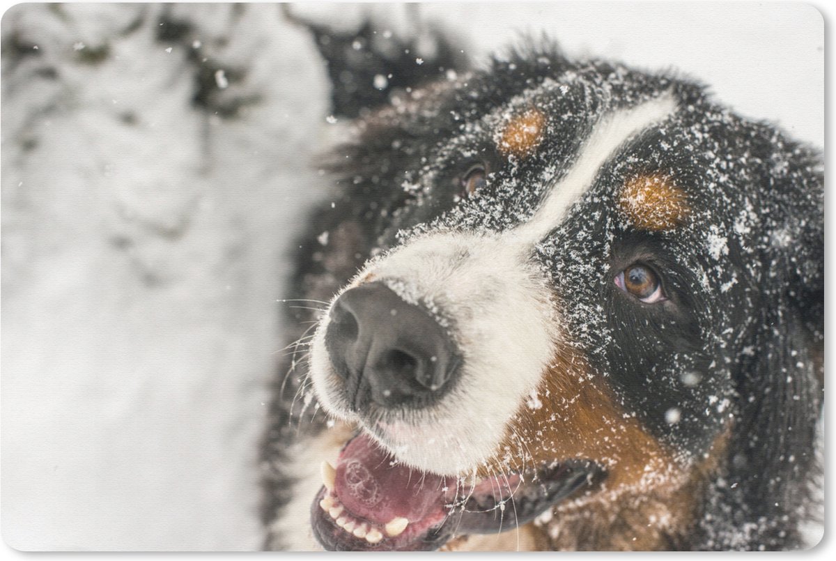 Muismat Berner Sennenhond - Een Berner Sennenhond onder het sneeuw muismat rubber - 60x40 cm - Muismat met foto