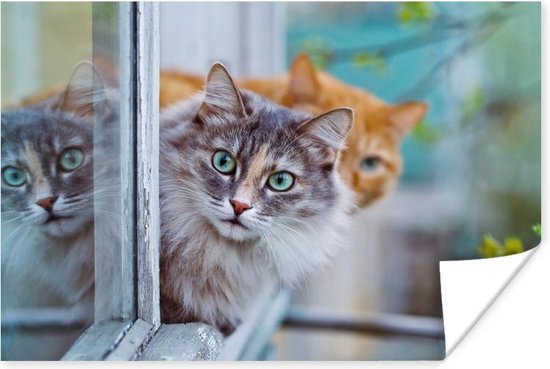 breuk Artefact september Katten kijkend uit het raam poster papier 180x120 cm - Foto print op Poster...  | bol.com