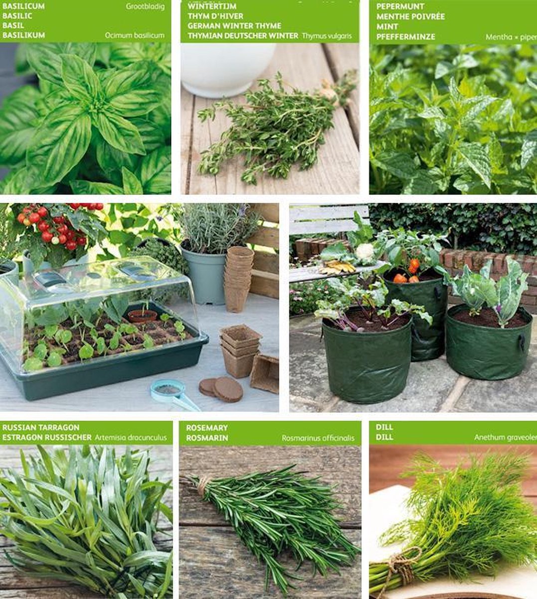 Een kruidentuin aanleggen & kruiden kweken - Groene Passies Een kruidentuin aanleggen & kruiden kweken - Groene Passies