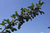 Prunus 'Athos'® Unieke kersenstruik, 3 liter pot