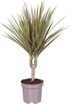 Kamerplant van Botanicly – Drakenboom – Hoogte: 45 cm – Dracaena Marginata Bicolor